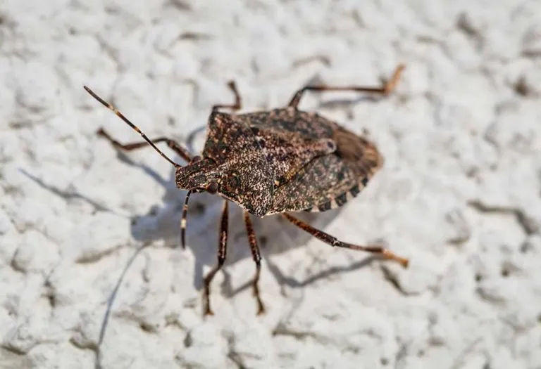 Best Ways to Get Rid of Stink Bugs From Your Home