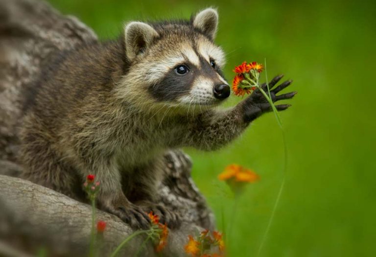 Interesting Information & Facts About Raccoon For Children