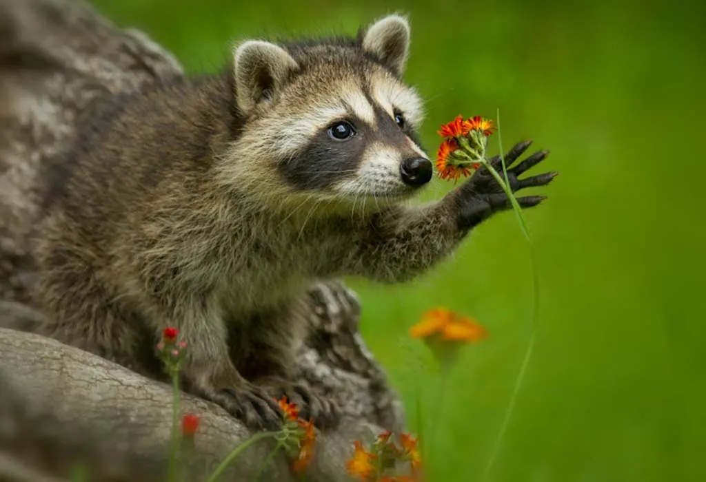 OTHER INTERESTING FACTS ABOUT THE RACOON FOR CHILDREN