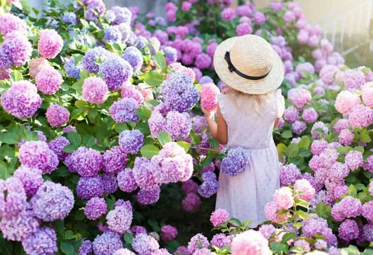 20 Most Beautiful Flowering Shrubs to Plant in Your Landscape