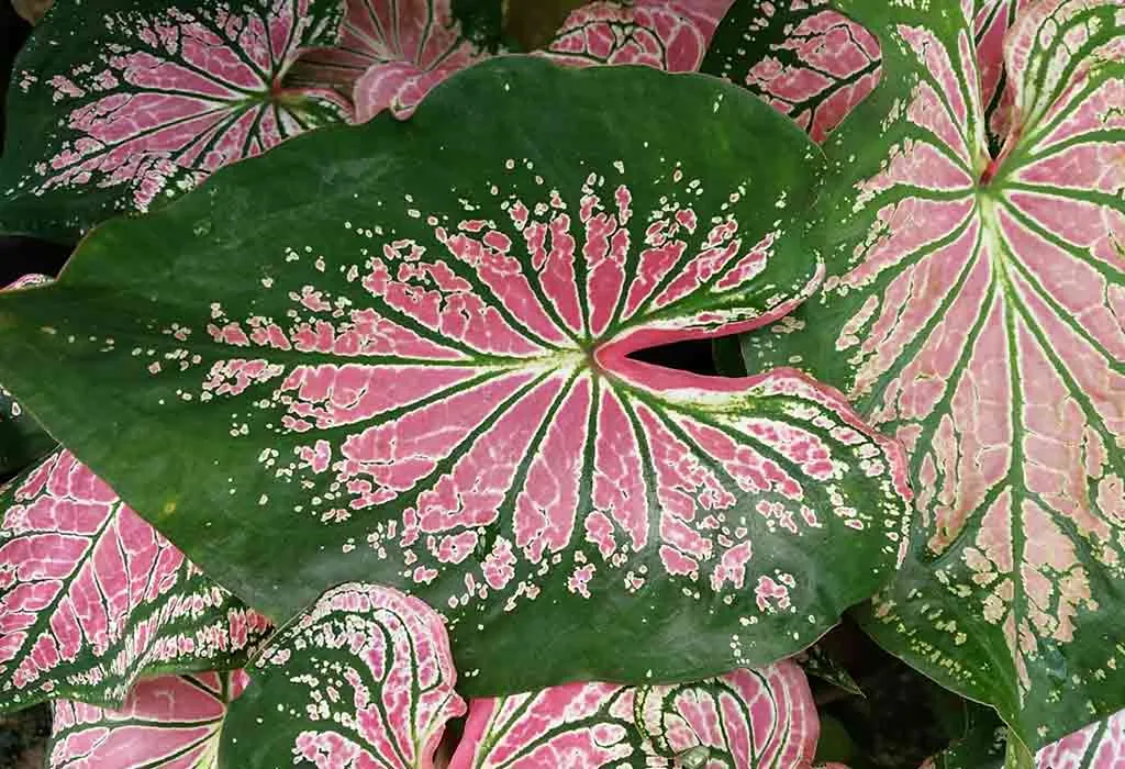 Caladium