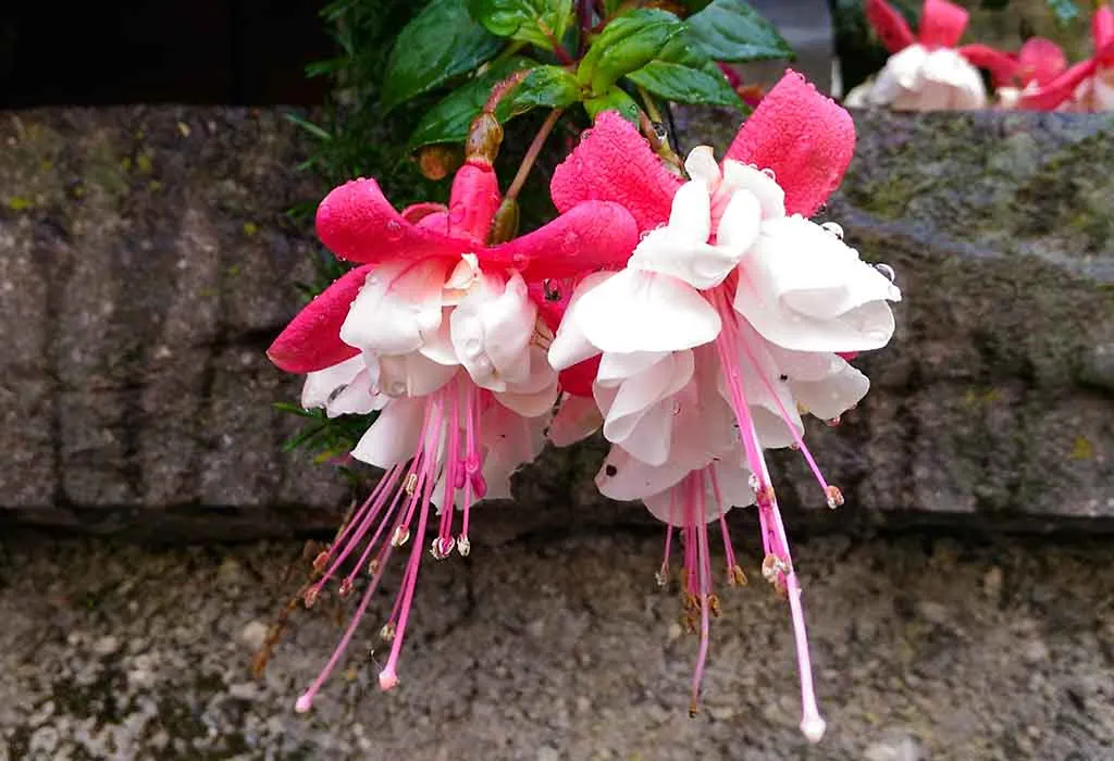 shade flowers annuals