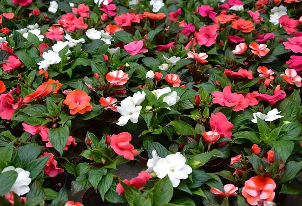 Impatiens