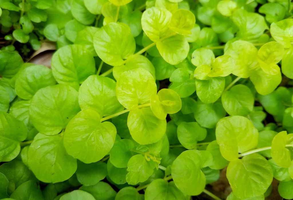 Creeping Jenny