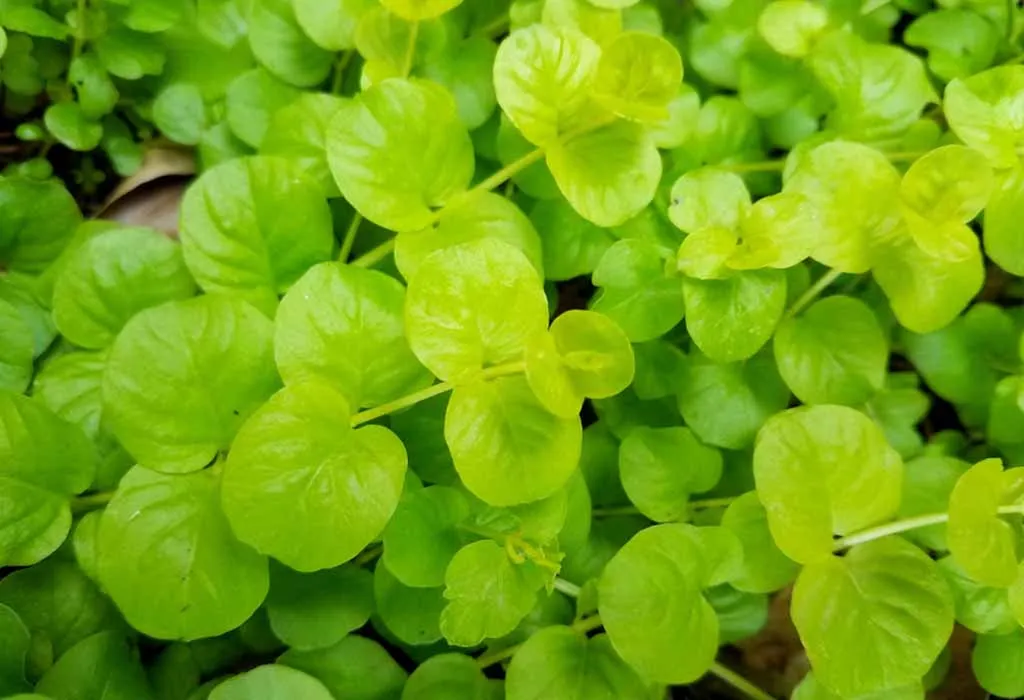 Creeping Jenny
