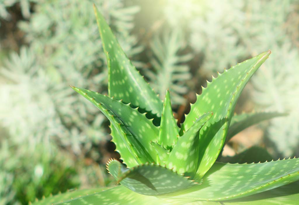 How Much Sunlight Does an Aloe Vera Plant Need?