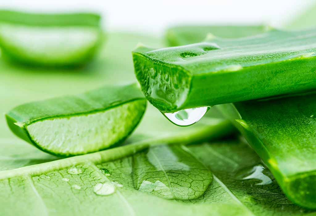 How to Grow and Care for Aloe Vera