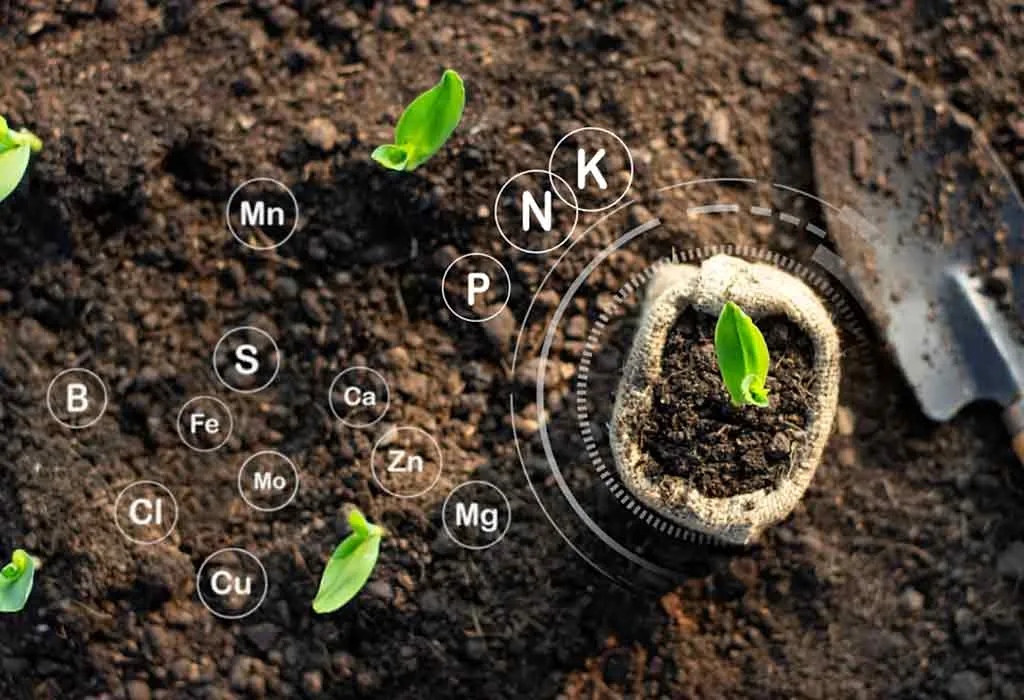 Fertilizantes orgánicos: tipos, beneficios y usos en su jardín - Cómo usar fertilizante orgánico para cualquier planta