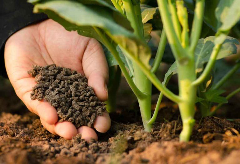 Organic Fertilizers - Types, Benefits, and Usages in Your Garden