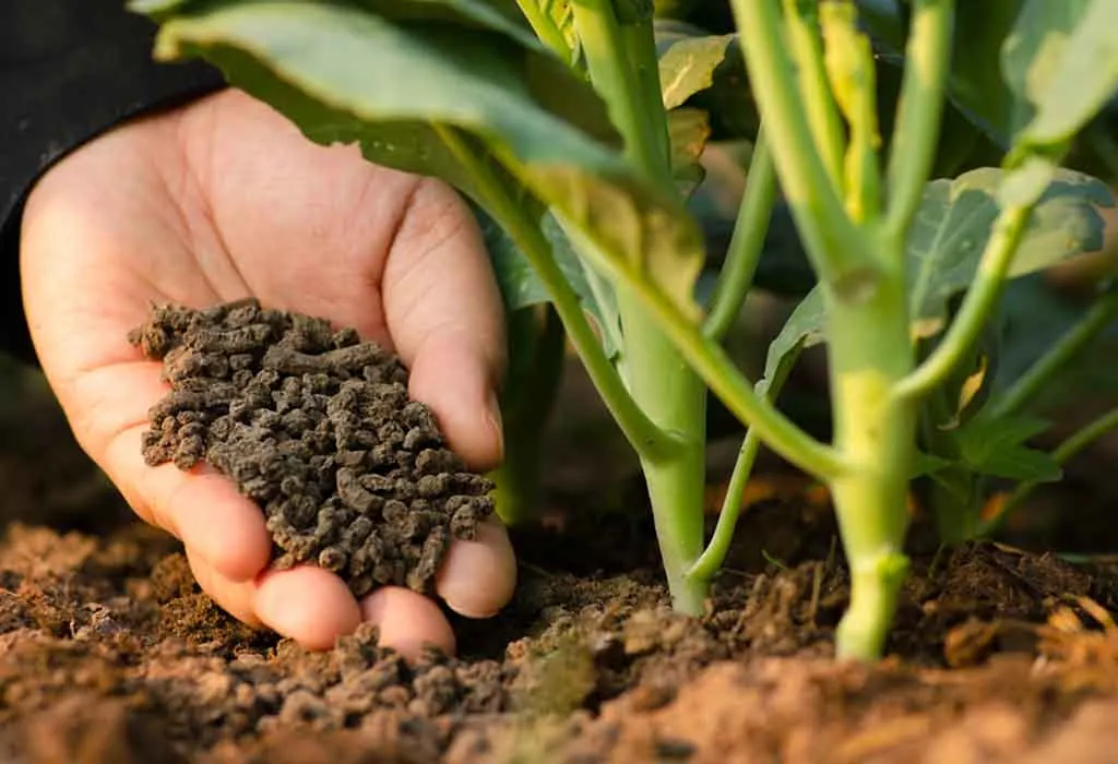 Organic Fertilizers - Types, Benefits & How to use them in Your Garden