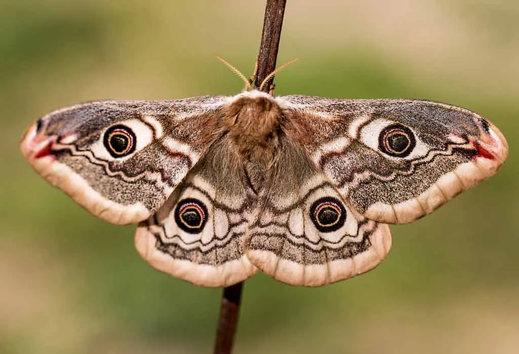 How to Prevent and Get Rid of Moths