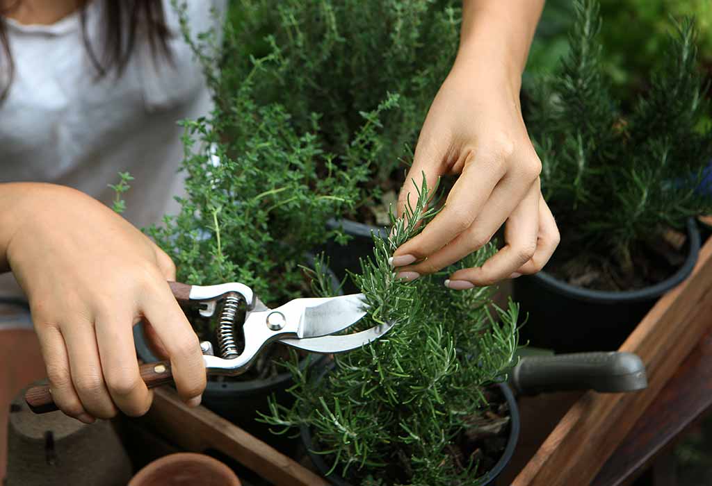 HOW TO GROW ROSEMARY INDOORS IN WINTERS