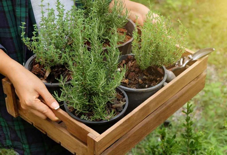 How to Grow Rosemary - Planting, Caring and Harvesting