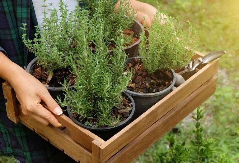 How to Grow Rosemary - Planting, Caring and Harvesting
