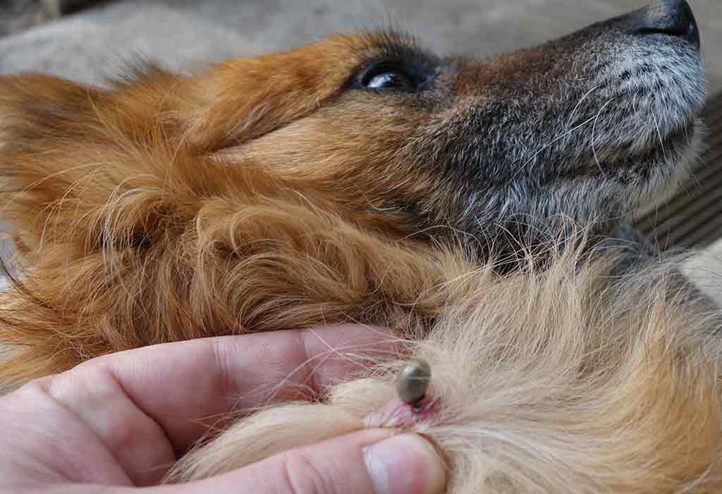 Are Ticks in Yard Harmful for Your Pets?