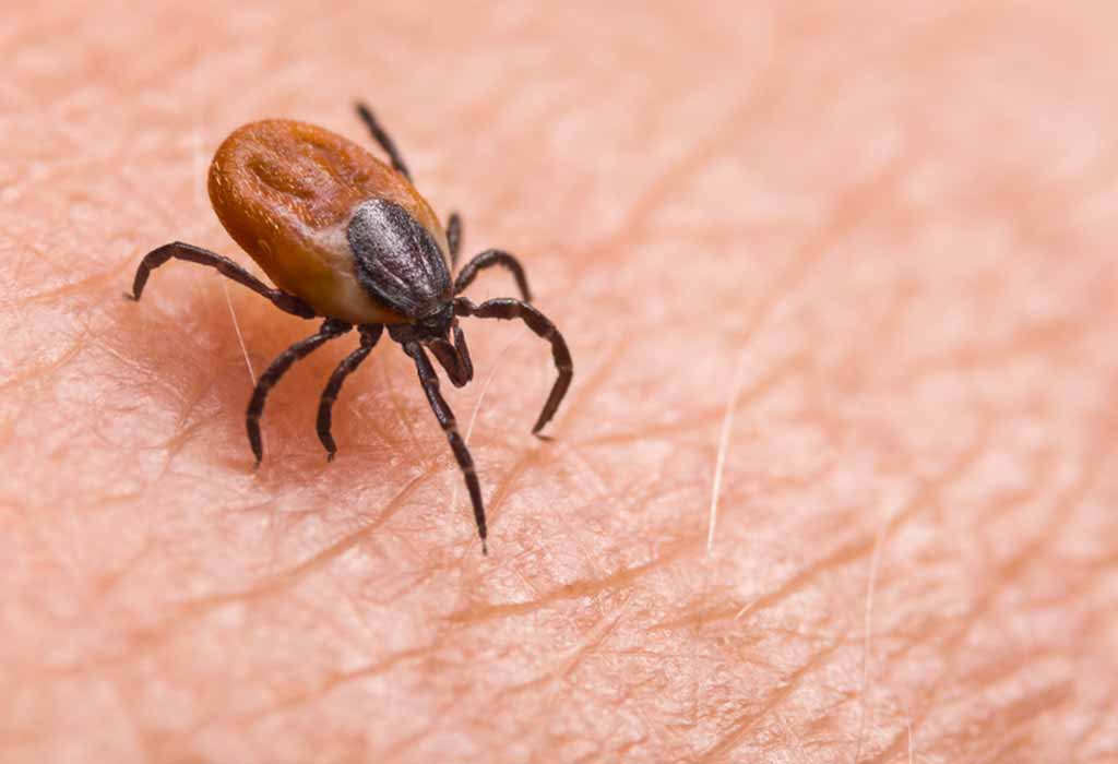 Is Tick Dangerous?