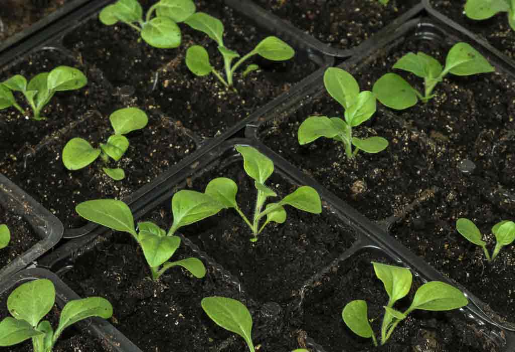 Types of Containers for Starting Seeds Planting