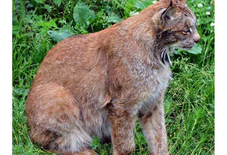 Interesting Information & Facts About Bobcat For Children