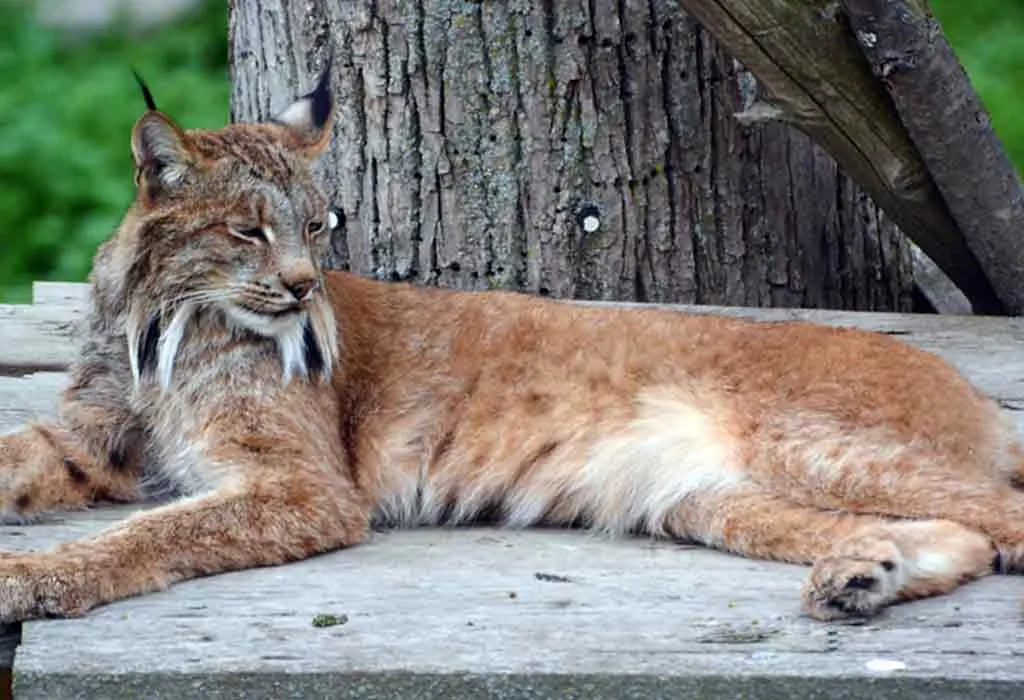 Interesting Information & Facts About Bobcat For Children