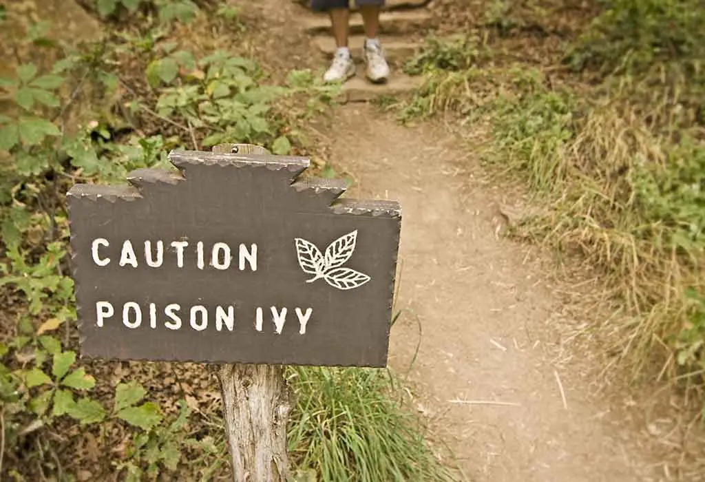 Is Poison Ivy Contagious?