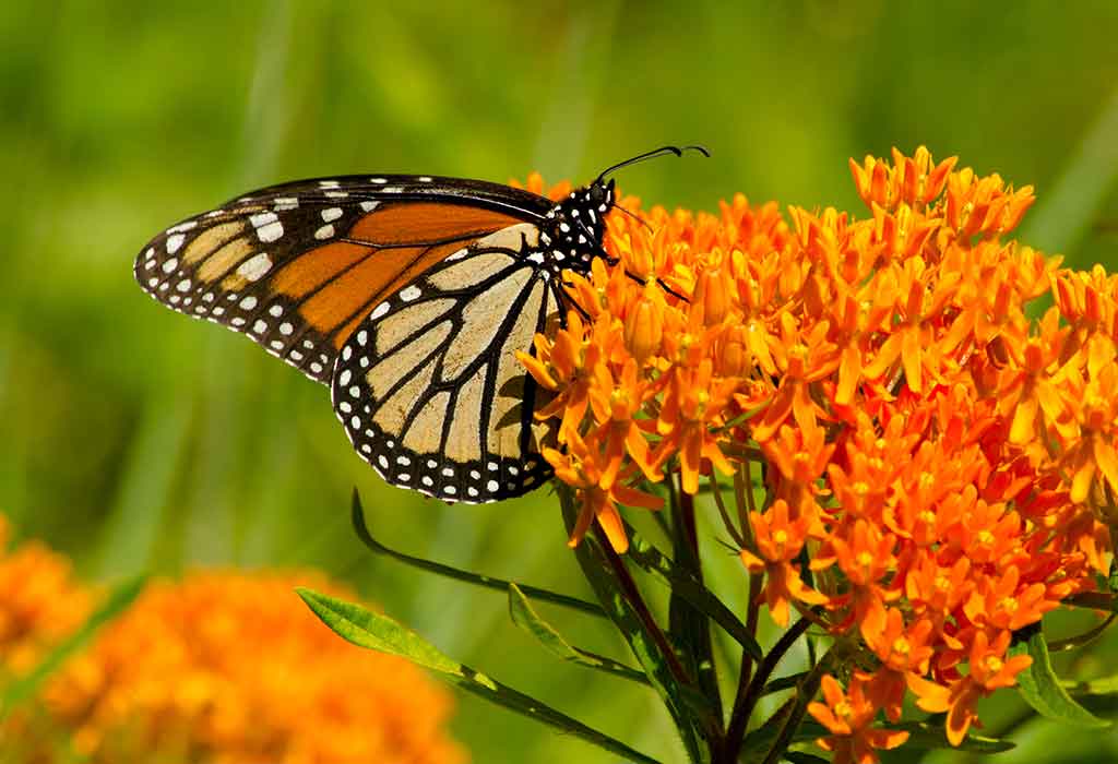 10 Best Plants That Can Attract Butterflies to Your Garden