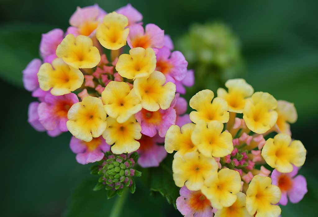 Top Plants That Attract Butterflies to Your Garden