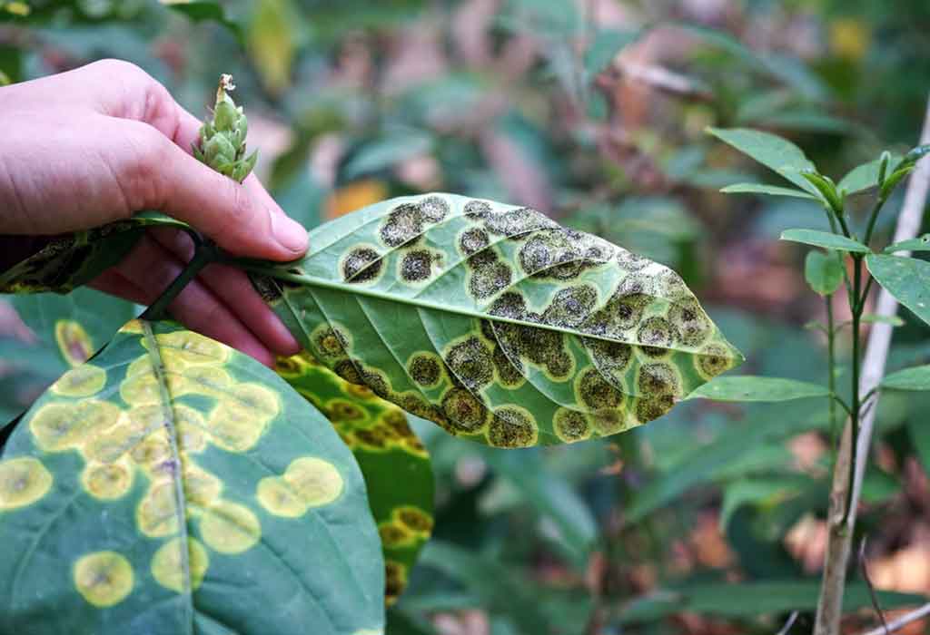 australian plant diseases Disease on plants. — bbc gardeners' world ...