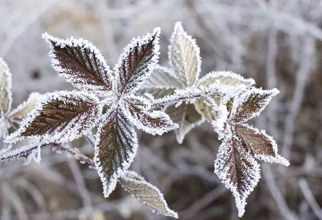 Important Tips on How to Protect Plants From Frost