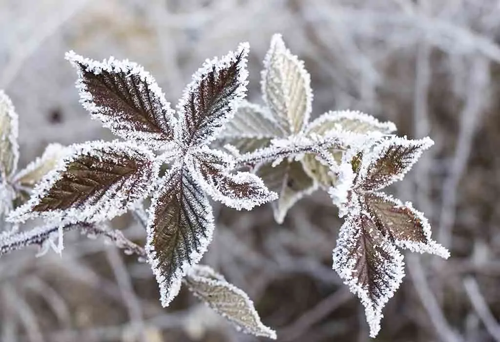 Important Tips on How to Protect Plants From Frost
