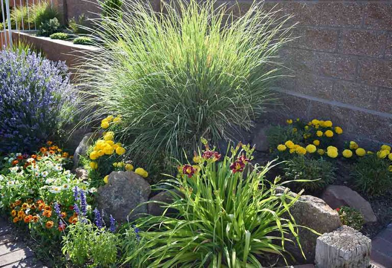 20 Best Drought-Tolerant Plants For Your Garden