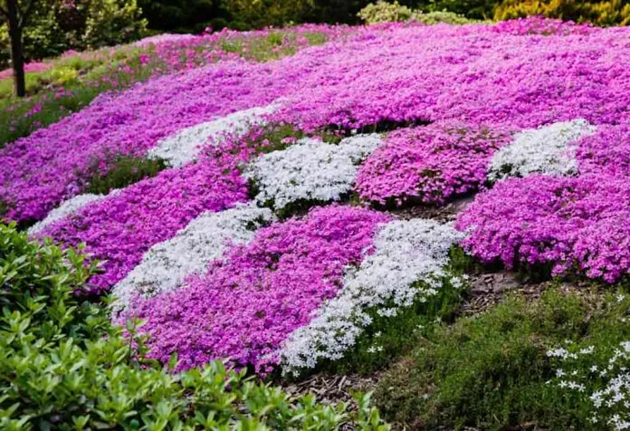 Beautiful Ground Cover Plants You Can Pick for Your Backyard