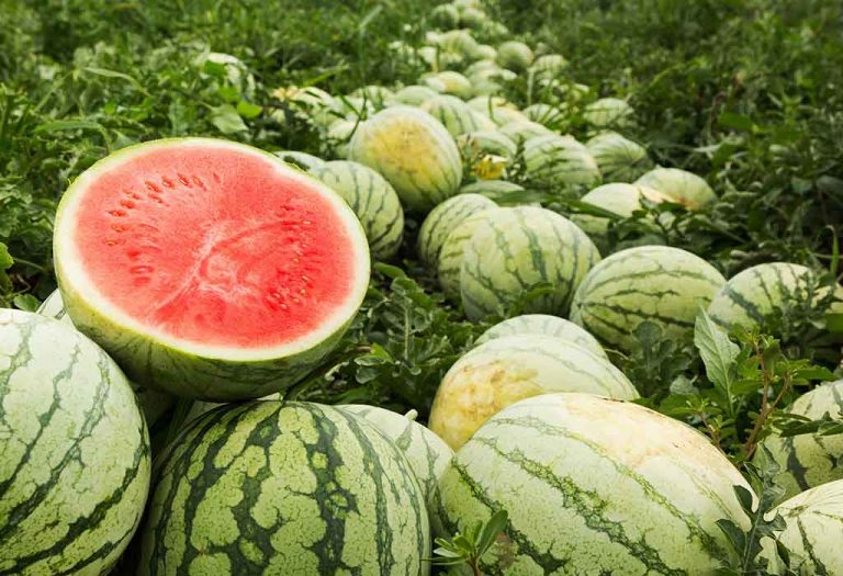 How to Grow Watermelon - Planting, Caring, Harvesting, and Storing