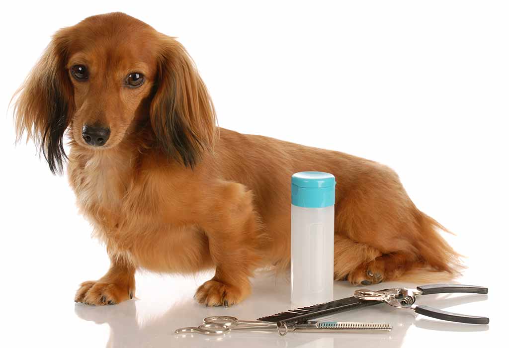 How to Perfectly Trim Your Dog’s Nails?