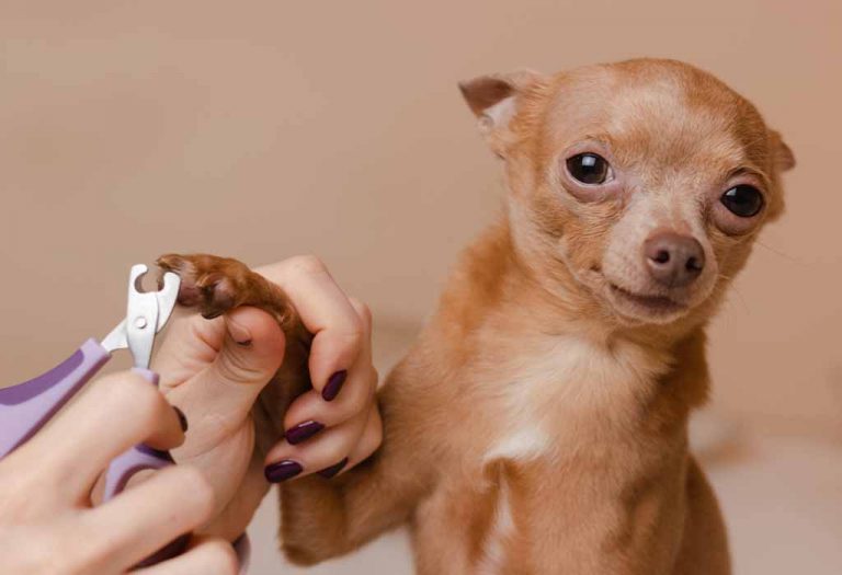 How to Trim and Cut Your Dog's Nails Safely?