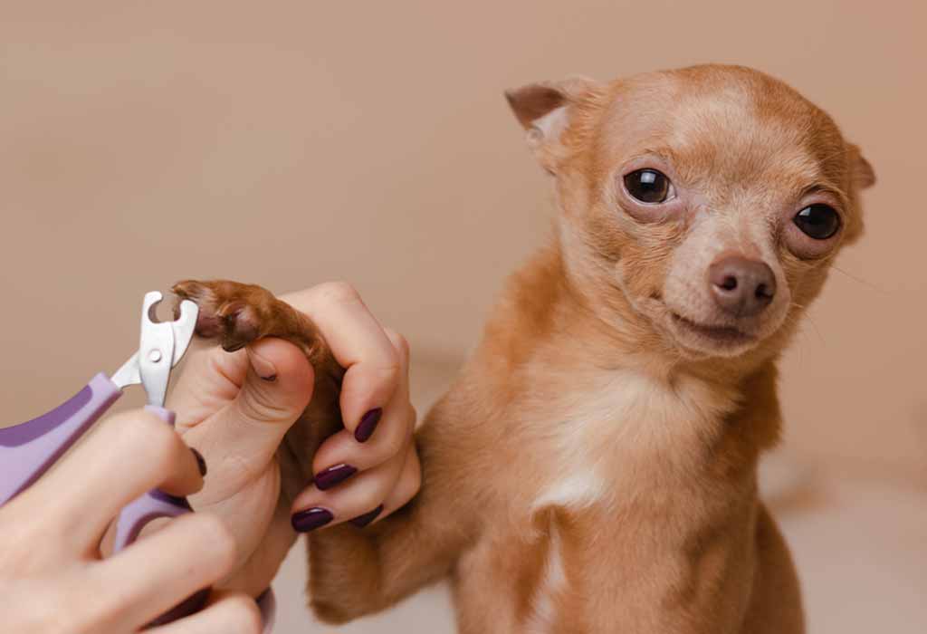How to Trim and Cut Your Dog’s Nails Safely?