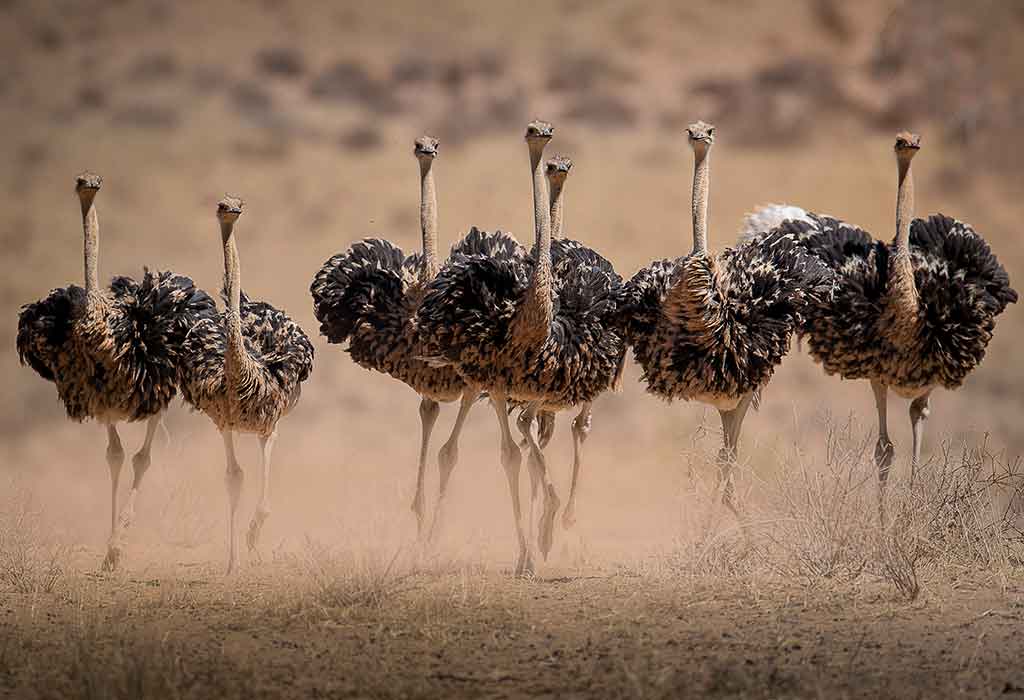 Discover the Fascinating World of Ostrich Birds: Key Facts, Diet, Habitat, and Pictures