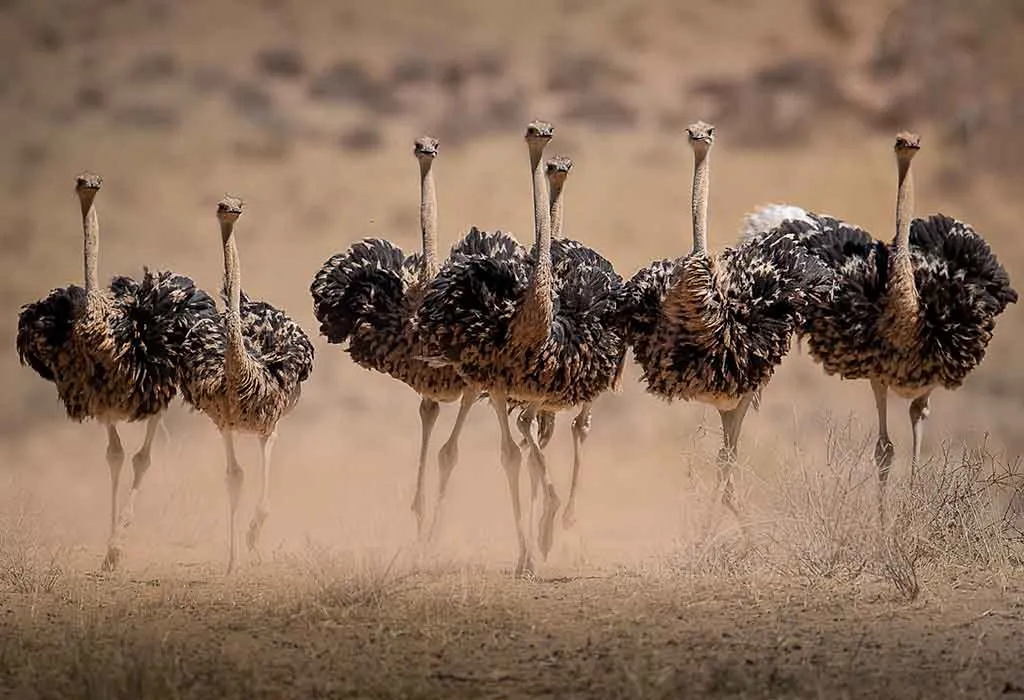Interesting Information & Facts About Ostrich For Children