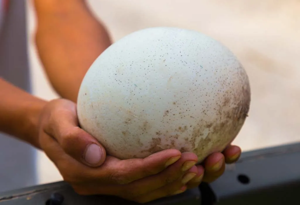 Other Information About Ostrich for Children
