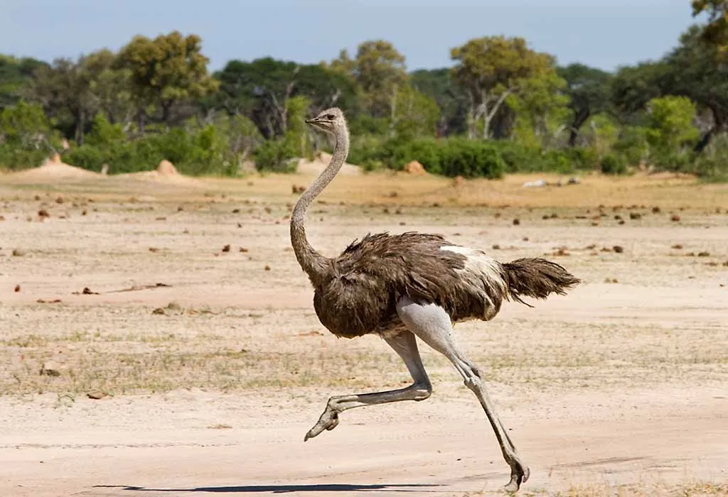 Cool Ostrich Facts for Kids