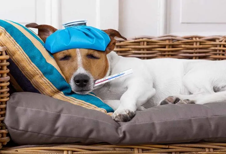 How to Know If Your Dog Is Sick and What to Do