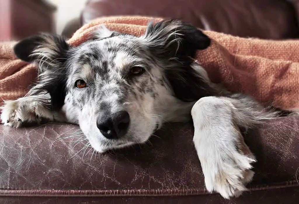 How to Care for Your Sick Dog