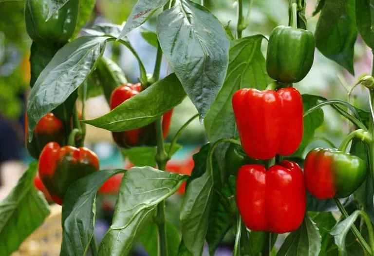 Growing Bell Peppers From Seedlings - Procedure and Tips