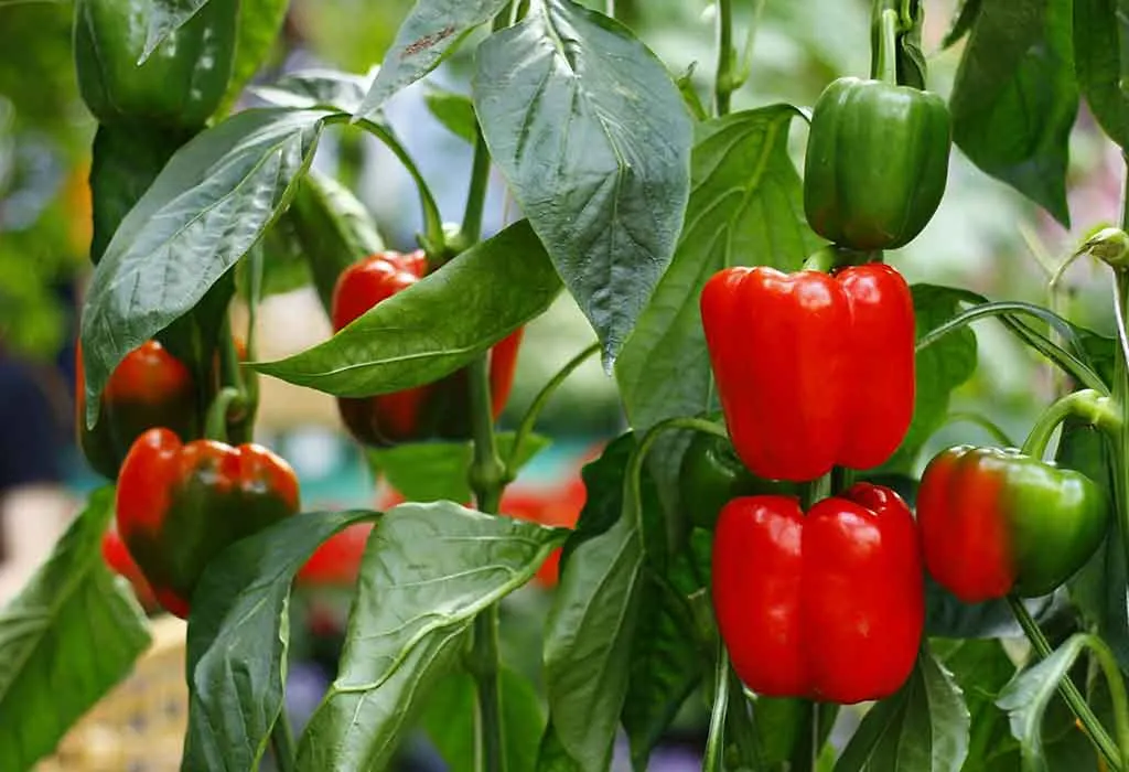 bell pepper seedlings