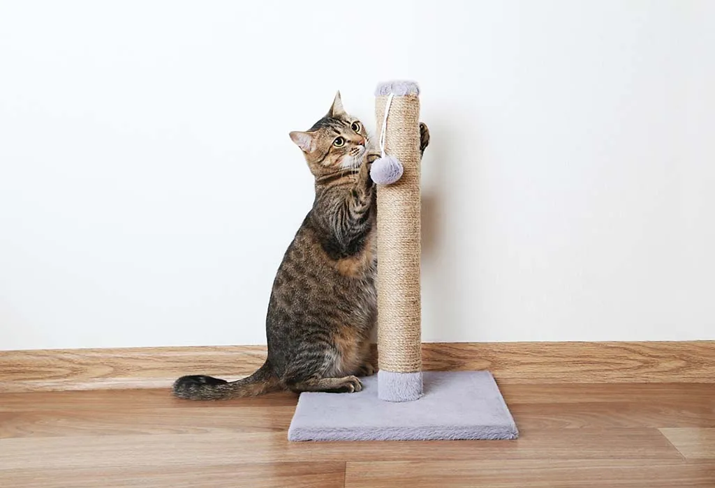 How to Stop Cats from Scratching the Furniture?