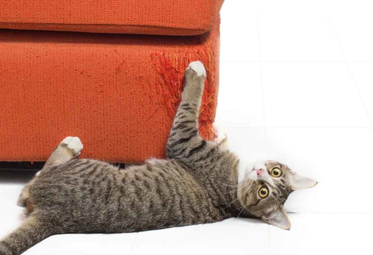 How to Keep Cats From Scratching Furniture - Tips and Tricks
