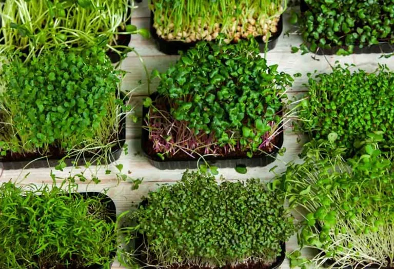How to Plant and Grow Microgreens in Your Home Garden