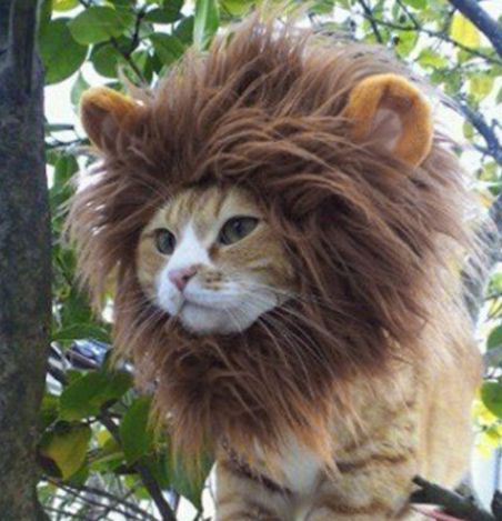 20 cat Halloween costumes for the rare cats who want to wear them