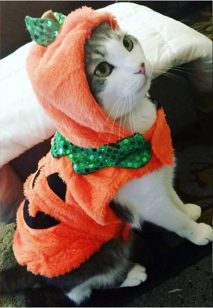 Halloween outfit hotsell for cat