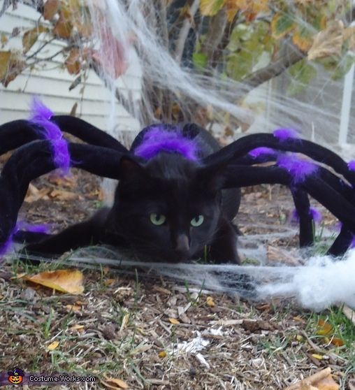 Cat spider halloween outlet costume