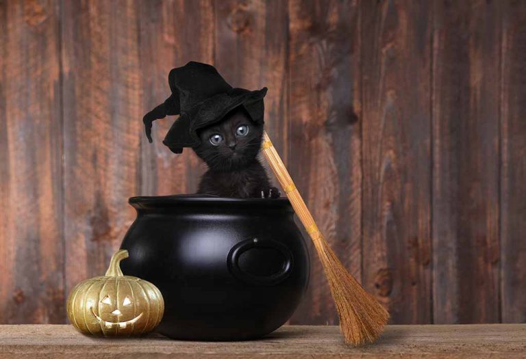 15 Creative Halloween Costumes for Your Pet Cat